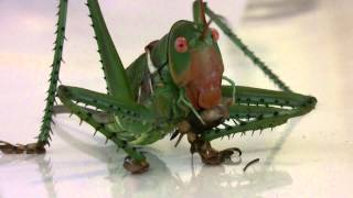 Giant Arid Land Katydid Neobarrettia spinosa Close Up [upl. by Ratep]