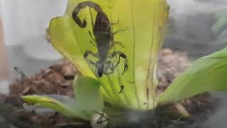 LYCHAS MUCRONATUS Scorpion feeding timelapse [upl. by Pepin]