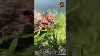 Lion fish short video [upl. by Lynnett]