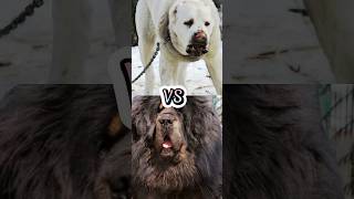 TURKISH KANGAL VS TIBETAN MASTIFFBULLY KUTANEAPOLITAN MASTIFFTOP STRONGEST DOG BREEDS [upl. by Hakkeber]