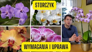 Storczyk  wymagania i uprawa Orchidei sekrety uprawy co zrobić by falenopsis pięknie kwitł [upl. by Oal]