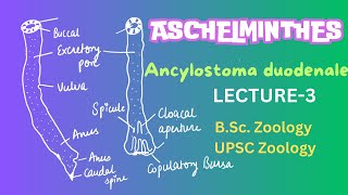 Ancylostoma duodenale  Parasitic Nematodes  Zoology  Notes in description [upl. by Lleirbag]