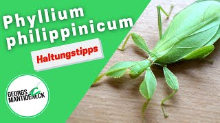 Haltungstipps für die Phyllium philippinicum Philippinisches wandelndes Blatt [upl. by Ahsinej]