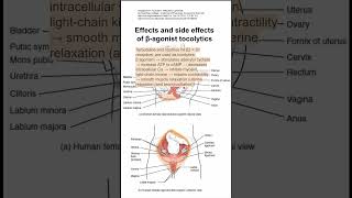 Effects and side effects of βagonist tocolytics [upl. by Herzberg]