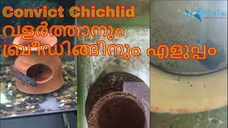 Convict Cichlidന്റെ ബ്രീഡിങ്ങും വളർത്തുരീതികളും  How to breed convict cichlid  Hardy fish [upl. by Phedra]