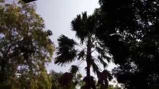 Livistona rotundifolia Palm Tree Year2013 [upl. by Fablan]