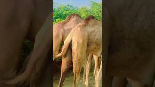 After eating the grass the children of the two camels stood up and the camel and the donkey and [upl. by Prosser70]