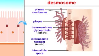 Types of Tissue Part 1 Epithelial Tissue [upl. by Darooge]