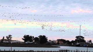 Cape Cormorants flying to roost along the Berg River Port Owen [upl. by Nnaillij]