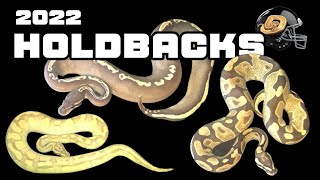 2022 Ball Python Holdbacks [upl. by Yokum835]