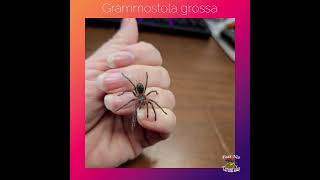 Grammostola grossa spiderling [upl. by Tzong]