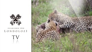 Two Leopards vs Warthog  Londolozi TV [upl. by Nivlem857]