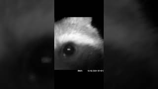 Racoon checks out camera [upl. by Vasta]