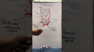 Thyroid gland anatomy EndocrinologyDr Ahsan [upl. by Maxentia]