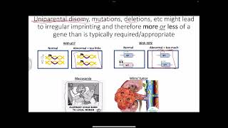 Epigenetics imprinting uniparental disomy and randomly Xlinked  trinucleotide repeat diseases [upl. by Norrahs]