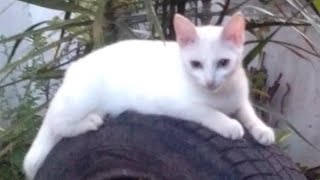 My Pet Cat Snowbell  Khozmik Gameplayz fyp [upl. by Tireb984]