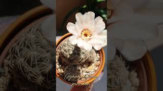 Gymnocalycium parvulum cactus plants [upl. by Arual]