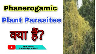 What is Phanerogamic Plant Parasites।What is Holos parasites and Sem Parasites।Striga Oorobanche [upl. by Yartnod]