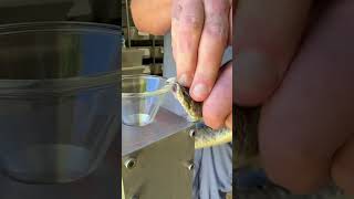 Venom extraction from Mojave rattlesnakes venomous rattlesnake [upl. by Nivert]