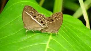 Dark Brand Bush Brown  Mating 15Oct2014 [upl. by Ethe3]