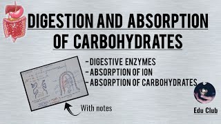 Digestion And Absorption Of Carbohydrates  Gastrointestinal Physiology [upl. by Debee]