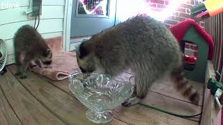 Raccoon puts cat food in water scoops it out [upl. by Eyot]