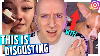 Piercing Dogs Ears With Guns  Reacting To Instagram DMs 19  Roly Reacts [upl. by Sicnarf]