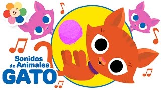 Los Sonidos de Animales  El Gato  Rondas Infantiles de Los Animales para Niños  BabyFirst [upl. by Leverett]