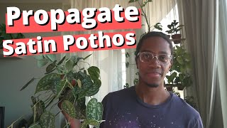 Propagate a Satin Pothos the Right Way  Scindapsus Pictus Argyraeus [upl. by Opportina]