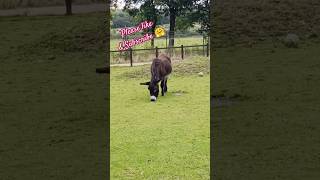 Happy donkeys donkey animals cute shorts short shortvideo youtubeshorts youtube nature one [upl. by Ahcsatan]