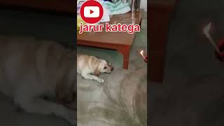 Karti ka re bhaidoglover vlog [upl. by Anis]