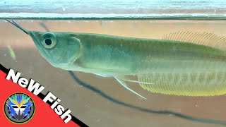 Baby Arowana Grooming Tank Set Up  AQUATIC MEDIA [upl. by Nawuj390]