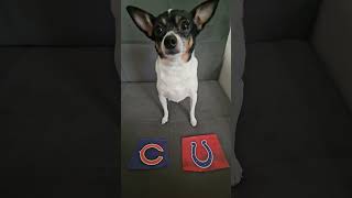 Bears vs Colts nfl nflfootball nflpredictions week3 chicagobears indianapoliscolts dog [upl. by Aisset]