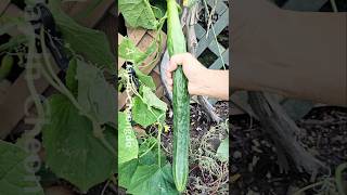 Branches garden farming red pepper cultivation and red pepper farming [upl. by Flanigan]