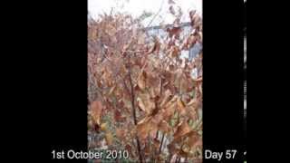 IVMs Japanese Knotweed Eradicating FAST System Video 6 [upl. by Ellainad578]