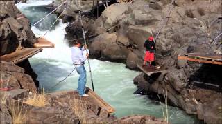 Klickitat River Washington State USA salmon 9814 [upl. by Miru]