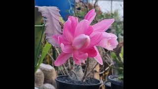 빛나는TV Disocactus phyllanthoides Epiphyllum cactus 독일황후선인장 [upl. by Neenaej]