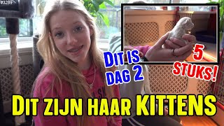 Hoe is het nu MET DE KITTENS Dag 2 van de KITTENS van Asya Het zijn er dus 5 geworden 3289 [upl. by Leverett]