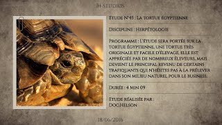 LA TORTUE ÉGYPTIENNE  TESTUDO KLEINMANNI  Tortue de Kleinmann [upl. by Leahcimed]