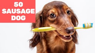 50 Funniest Moments of Sausage Dog 2020 [upl. by Lakin]