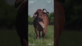 🔴 Ganado BRAHMAN ROJO ✅ Ganado de Engorde brahman brahmanrojo vacas [upl. by Ojoj]