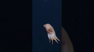 The graceful glider Dumbo octopus Grimpoteuthis 🐙⁠ [upl. by Ojeibbob]