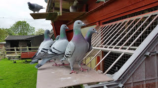 Racing Pigeons young birds trapping  please like [upl. by Tonl]