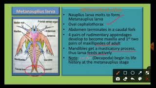 Larval forms in Crustacea [upl. by Llerruj]