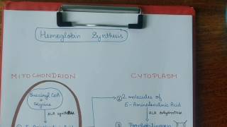 Hemoglobin synthesis  Biochemistry  handwritten notes [upl. by Nil272]