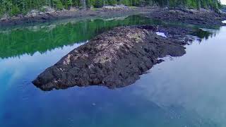 Seal Jumping at Reversing Falls Pembroke Maine Cinematic Drone Footage seal is at 135 [upl. by Arnaldo]