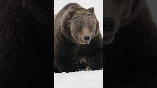 Grizzly Boarbest nature naturephotography Tetons Yellowstone shorts wildlife bear animals [upl. by Luckin]