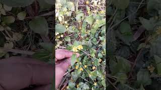 Akarkara Plant plants flowers tips akarkara viralvideo shortfeed shortsviral amazingfact [upl. by Eidoow]