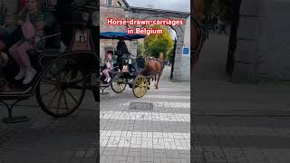 Horsedrawncarriages in Belgium belgium [upl. by Llenoj]