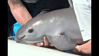 Conoce y protege la vaquita marina Phocoena sinus [upl. by Wilkins]